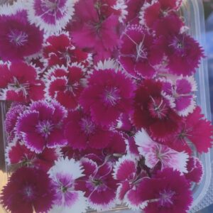 Edible Flower