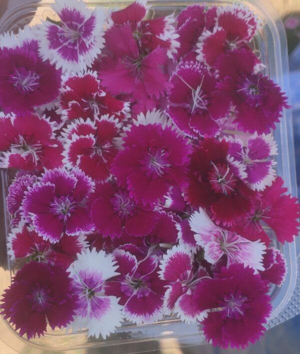 Edible Flower