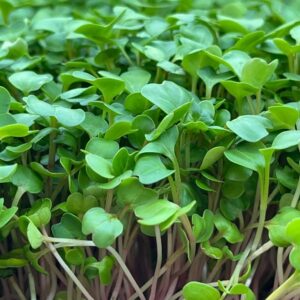A-grade Green Raddish Microgreen