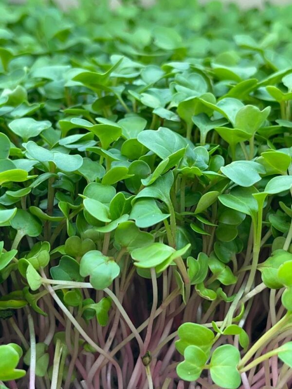 A-grade Green Raddish Microgreen