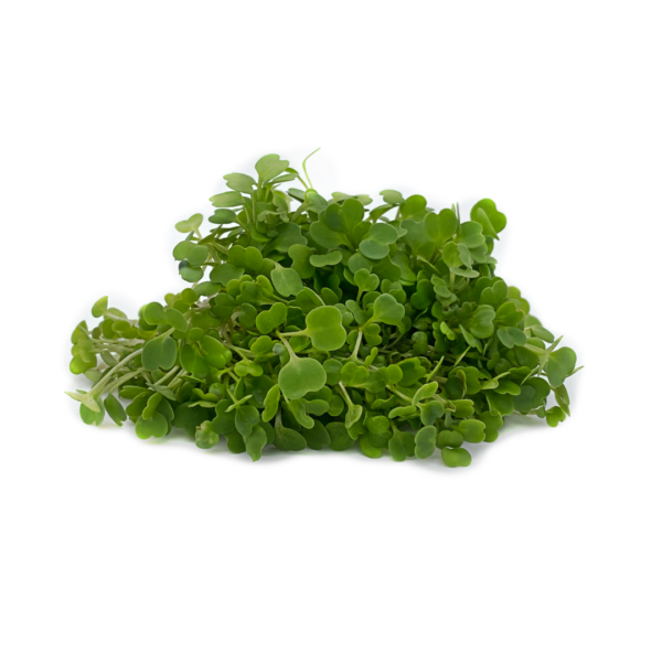 A-Grade Hydroponic Mustard Microgreen