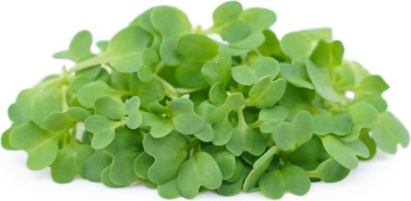 A-Grade Hydroponic Mustard Microgreen
