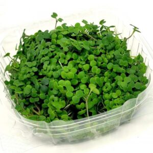 A-Grade Hydroponic Mustard Microgreen