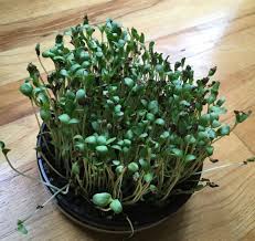 A Grade Organic Hydroponic Fenugreek Microgreen