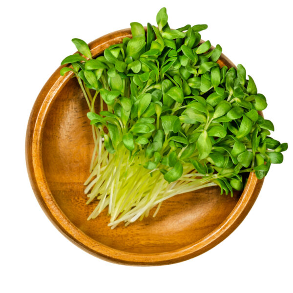 A Grade Organic Hydroponic Fenugreek Microgreen