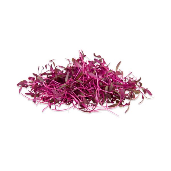 AMARANTHUS RED MICROGREEN