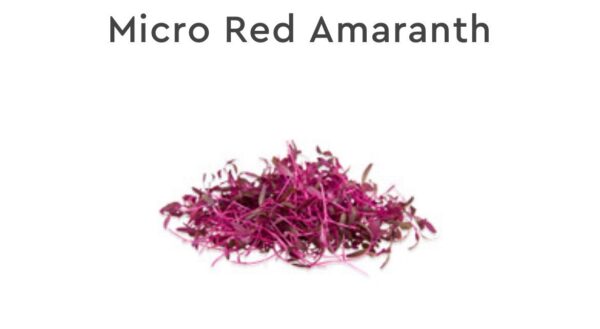 AMARANTHUS RED MICROGREEN