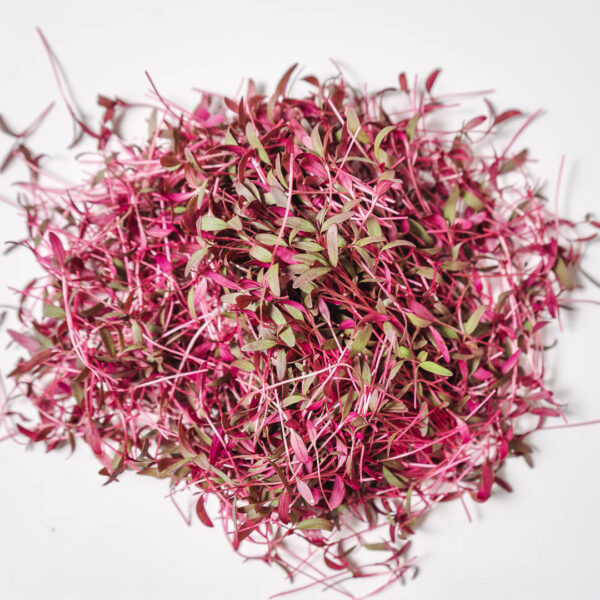 AMARANTHUS RED MICROGREEN