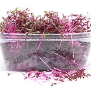 AMARANTHUS RED MICROGREEN