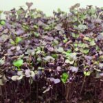 A Grade Red Organic Hydroponic Radish Microgreen
